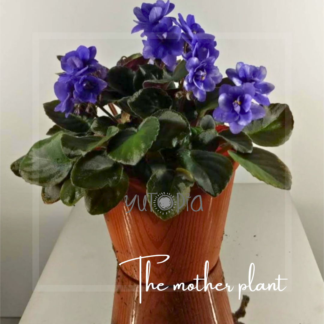 African Violet - Purple - Double Pedal
