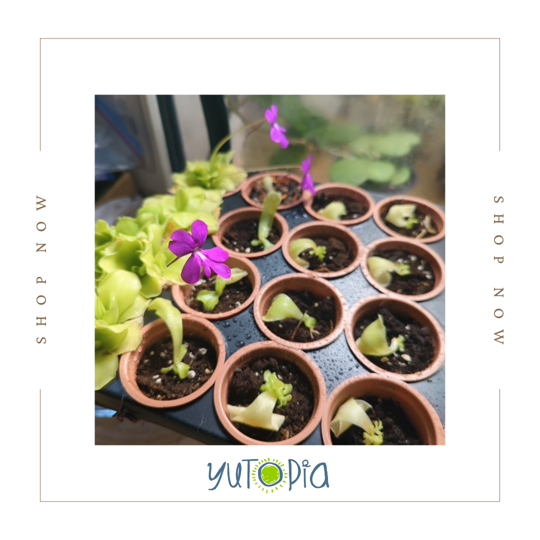 Pinguicula Moranensis (Butterwort)