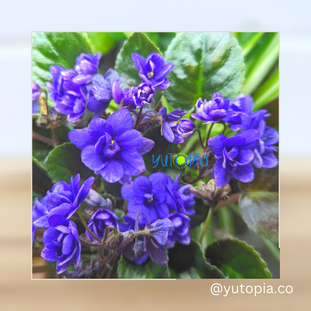 African Violet - Purple - Double Pedal