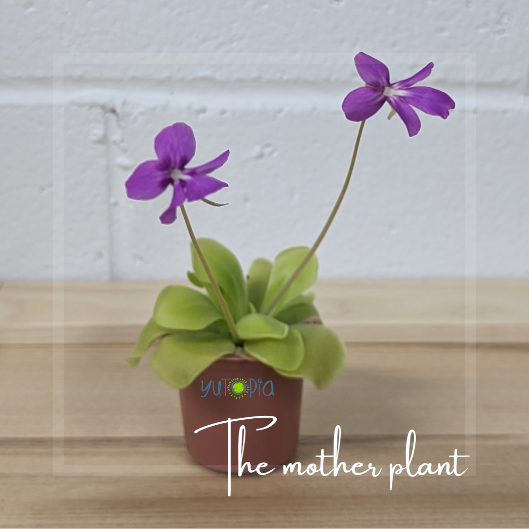 Pinguicula Moranensis (Butterwort)