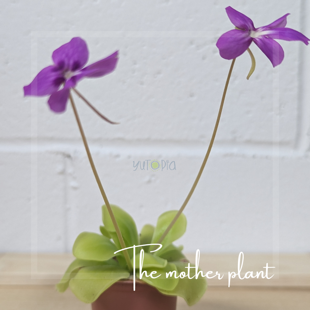 Pinguicula Moranensis (Butterwort)
