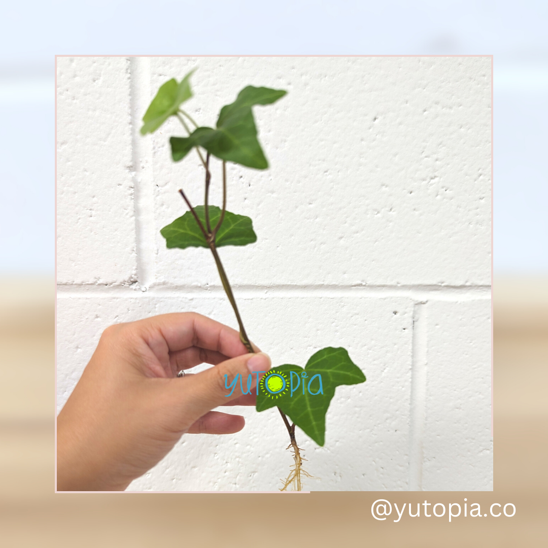 English Ivy Cuttings