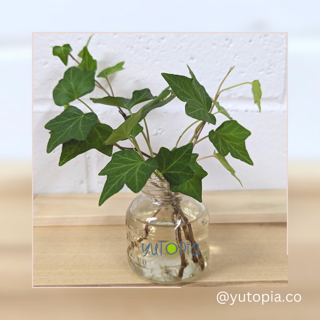 English Ivy Cuttings