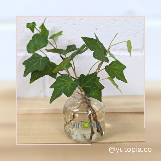 English Ivy Cuttings