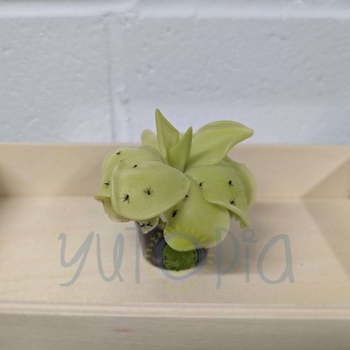 Pinguicula Moranensis (Butterwort)